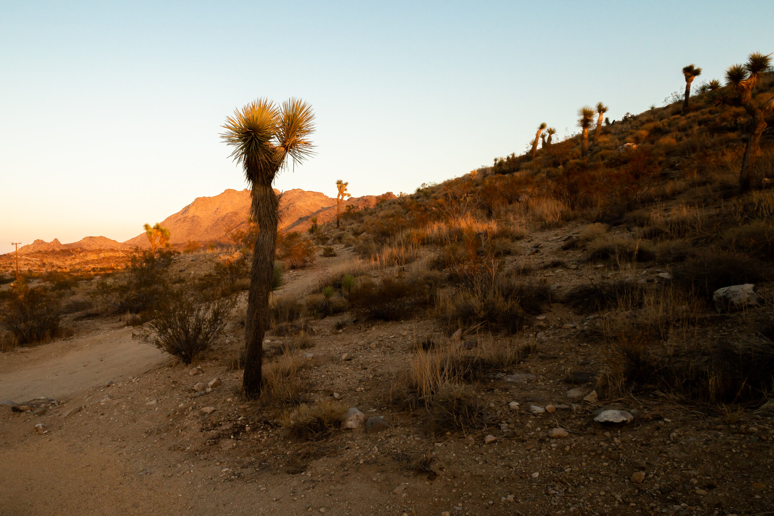 Joshua trees in golden light near Pause House