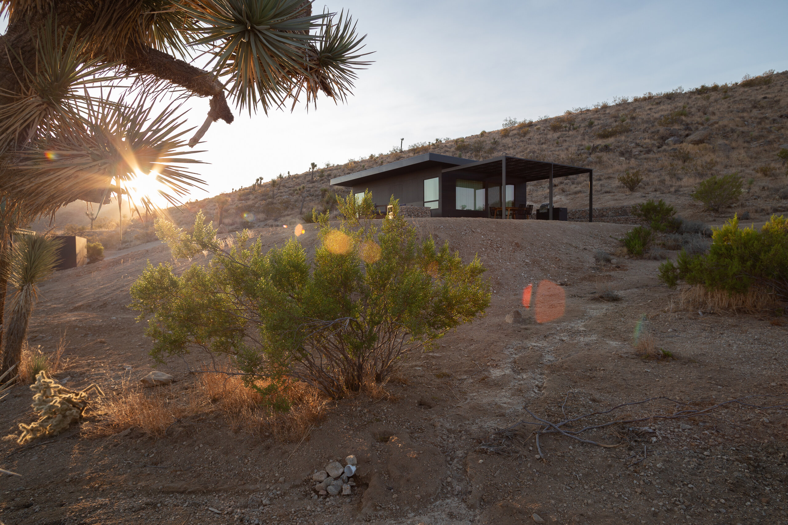 Sunstar through a Joshua tree near Pause House